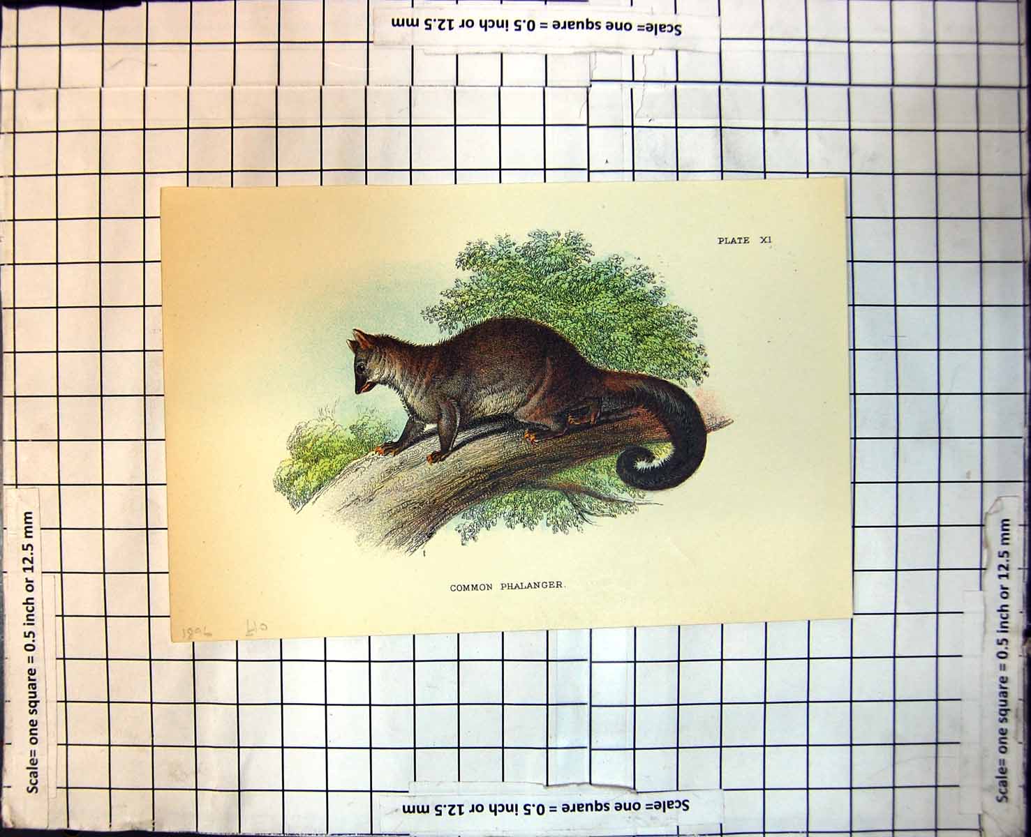 Antique Print Common Phalanger Australia Decending Branch Foliage 1896 113J 19th
