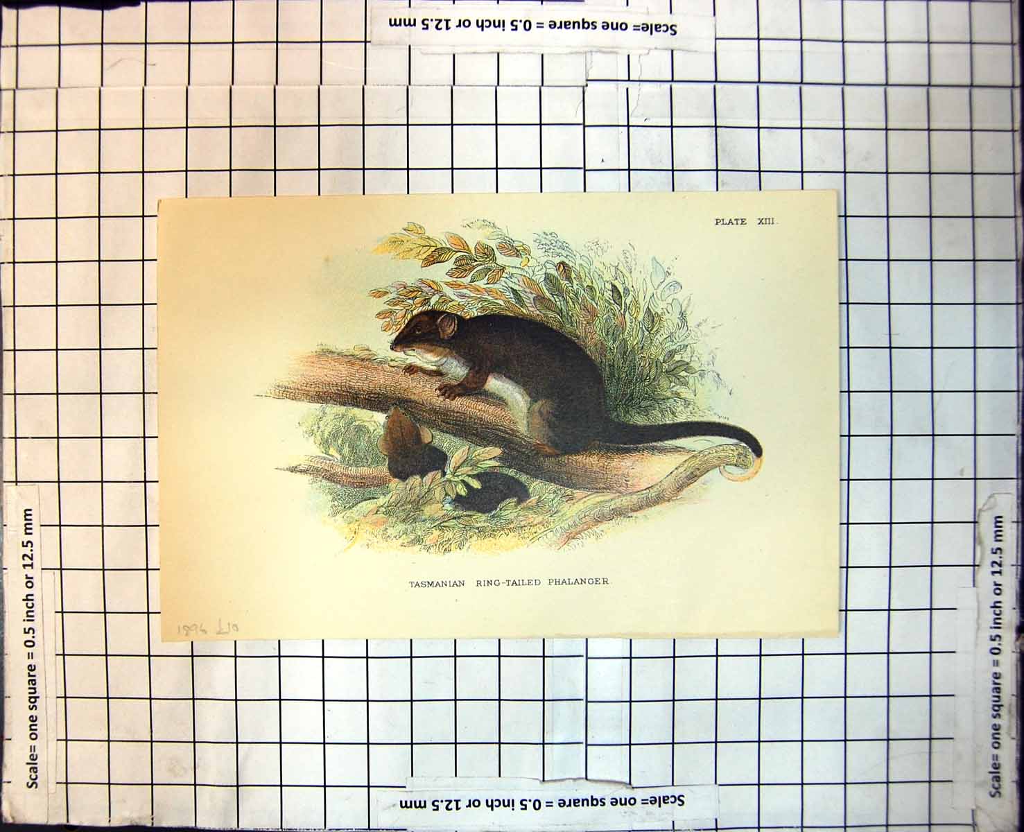 Old Tasmanian Ring-Tailed Phalanger Colour Study Branch Foliage 1896 115J 19th