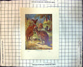 Old Kangaroos Small Group Hopping Standing Colour Study Trees C1950 116J 20th