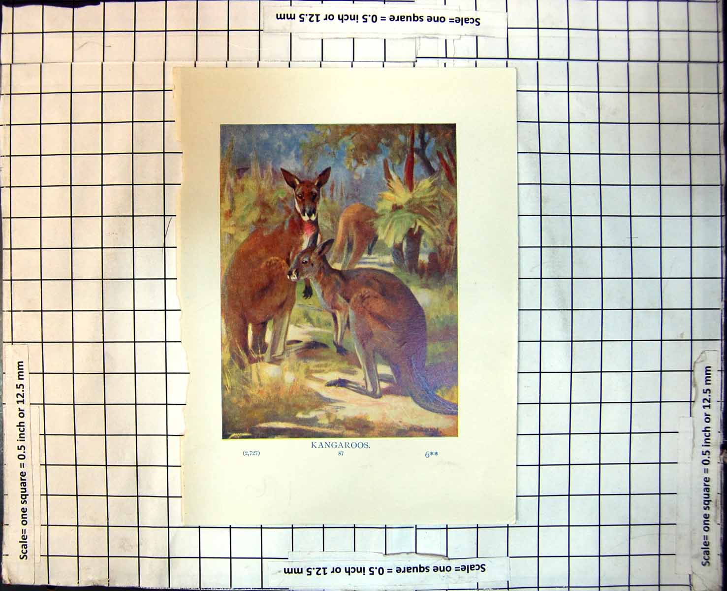 Old Kangaroos Small Group Hopping Standing Colour Study Trees C1950 116J 20th