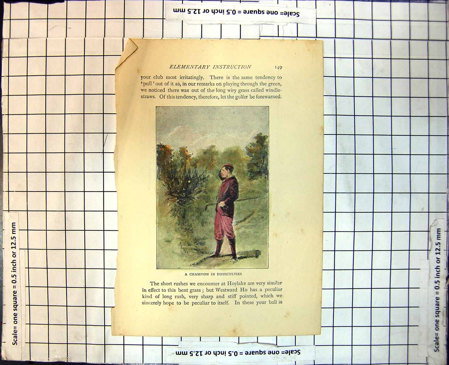 Old Champion In Difficulties Golfer Lost Ball Rough Bushes Trees 169J