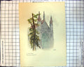 Antique Print West Front Winchester Cathedral Gordon Home Exterior Tree 287J