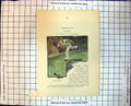 Print Fielding Cricket Saving The Four Man Running For Ball Seated Crowd 294J