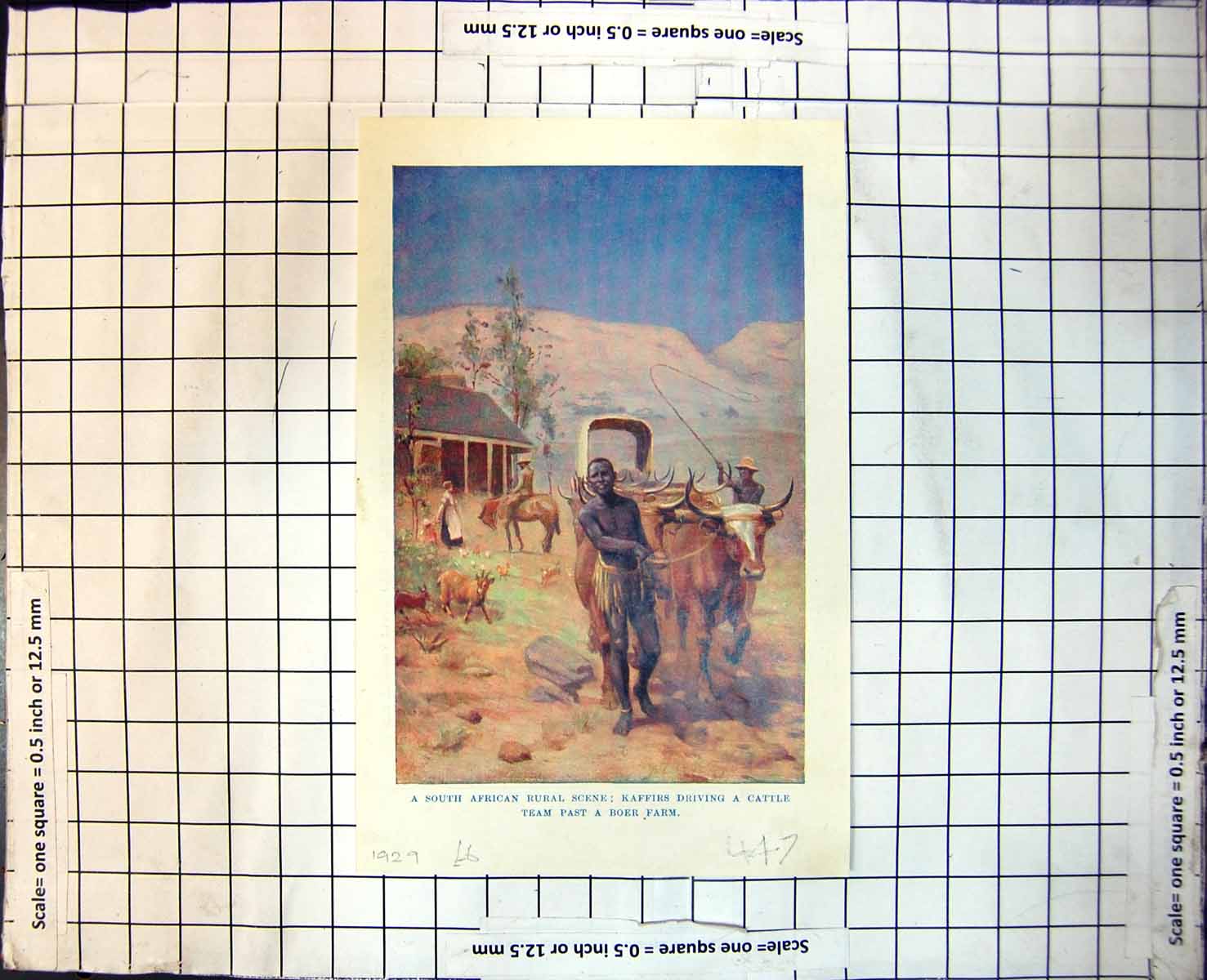 Print South Africa Kaffirs Driving Cattle Boer Farm Victoria Falls 1929 447RJ