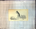 Original Old Antique Print Marsupialia Hypsiprymnus Murinus Kangaroo Rat