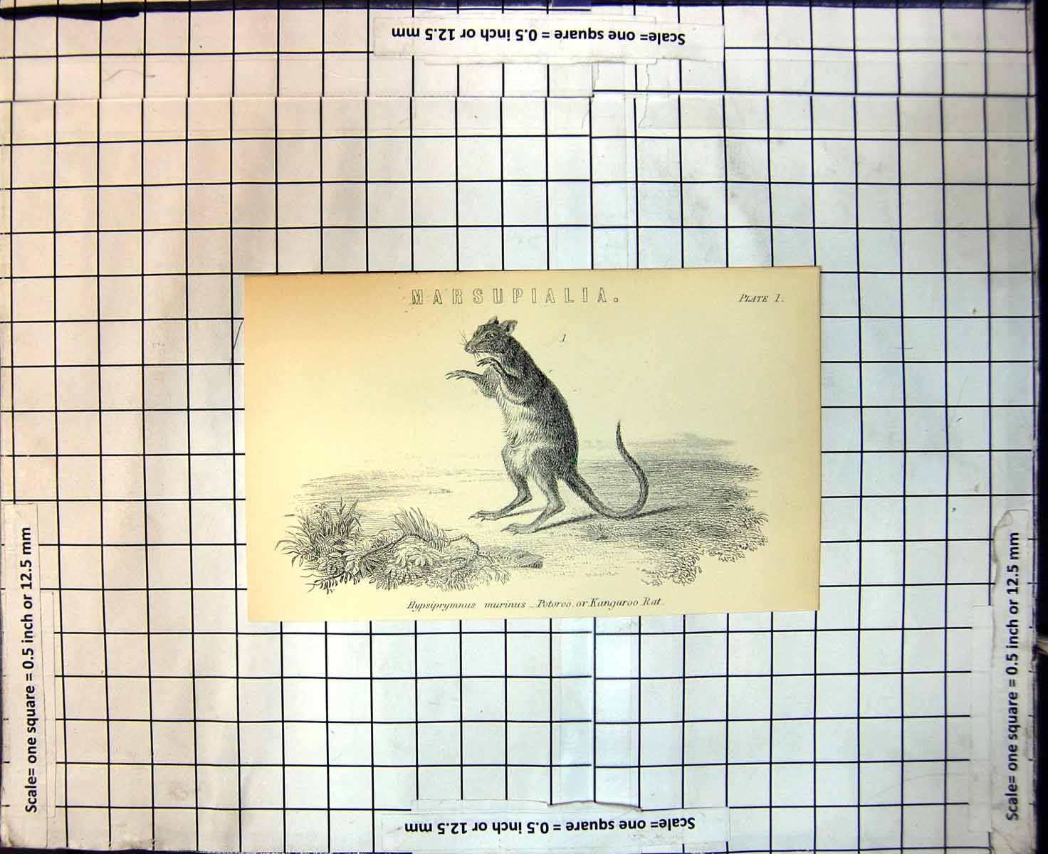 Original Old Antique Print Marsupialia Hypsiprymnus Murinus Kangaroo Rat