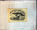 Original Old Antique Print Duck Bill Platypus Bank River