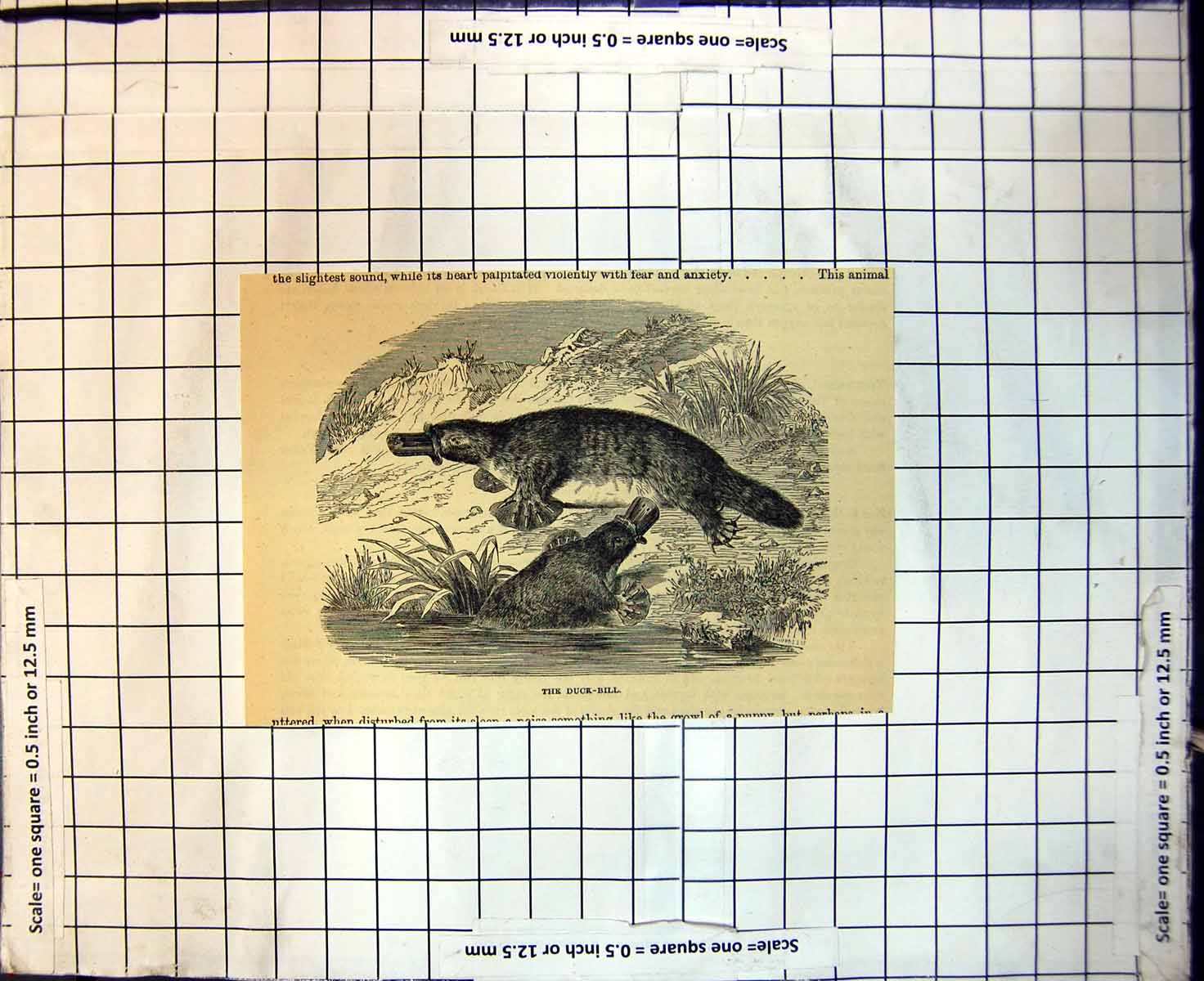 Original Old Antique Print Duck Bill Platypus Bank River