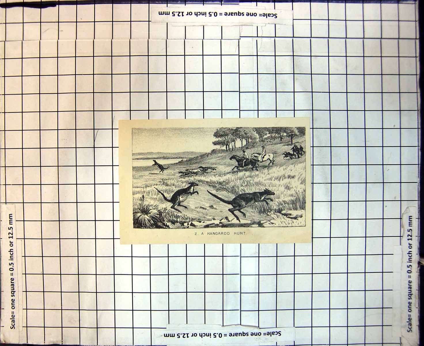 Original Old Antique Print Kangaroo Hunt Hunters Horseback 1889 19th