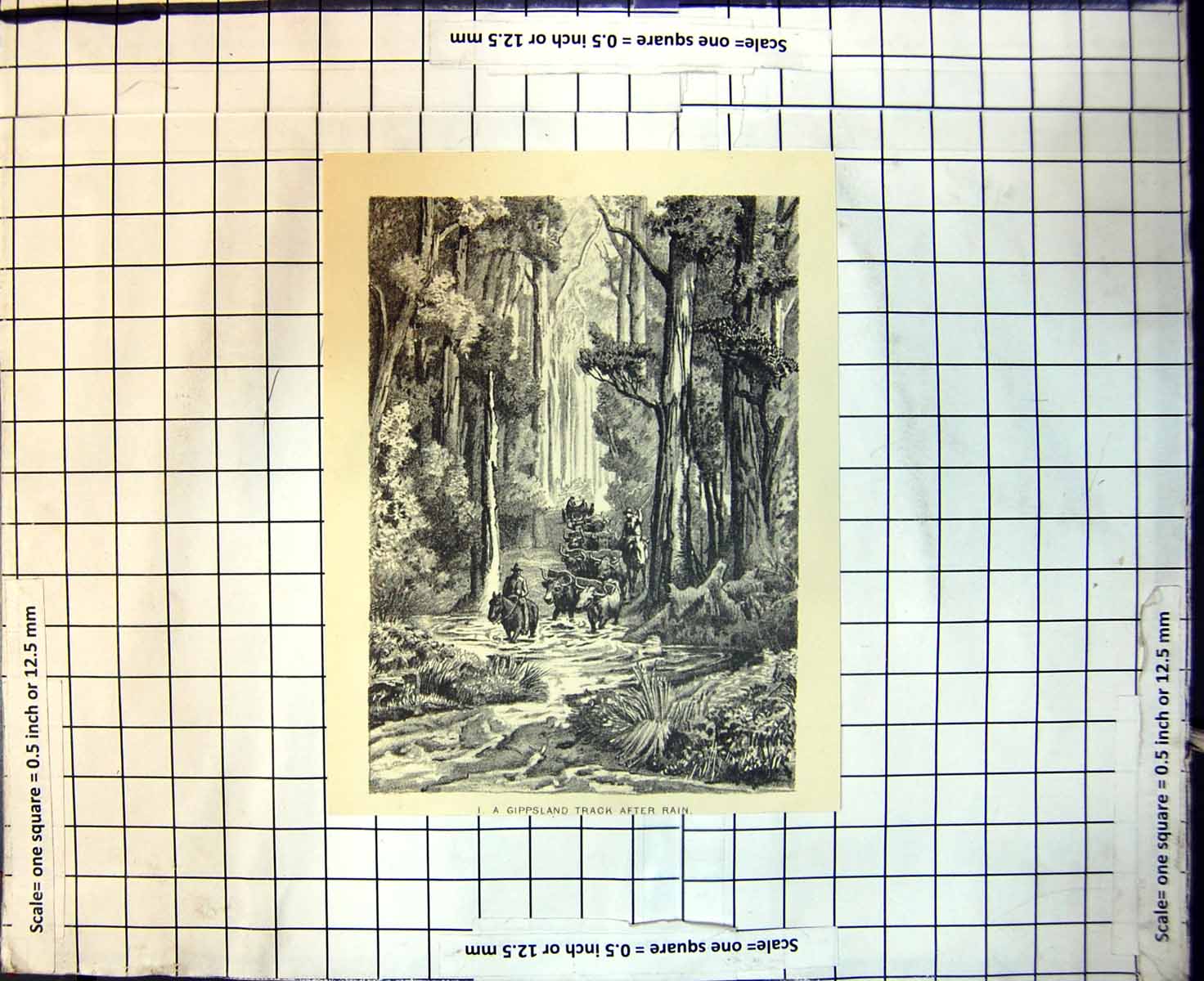 Antique Old Print Gippsland Track After Rain Herding Bullocks Horseback 1889