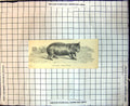 Original Old Antique Print Phascolomys Wombat Wombat
