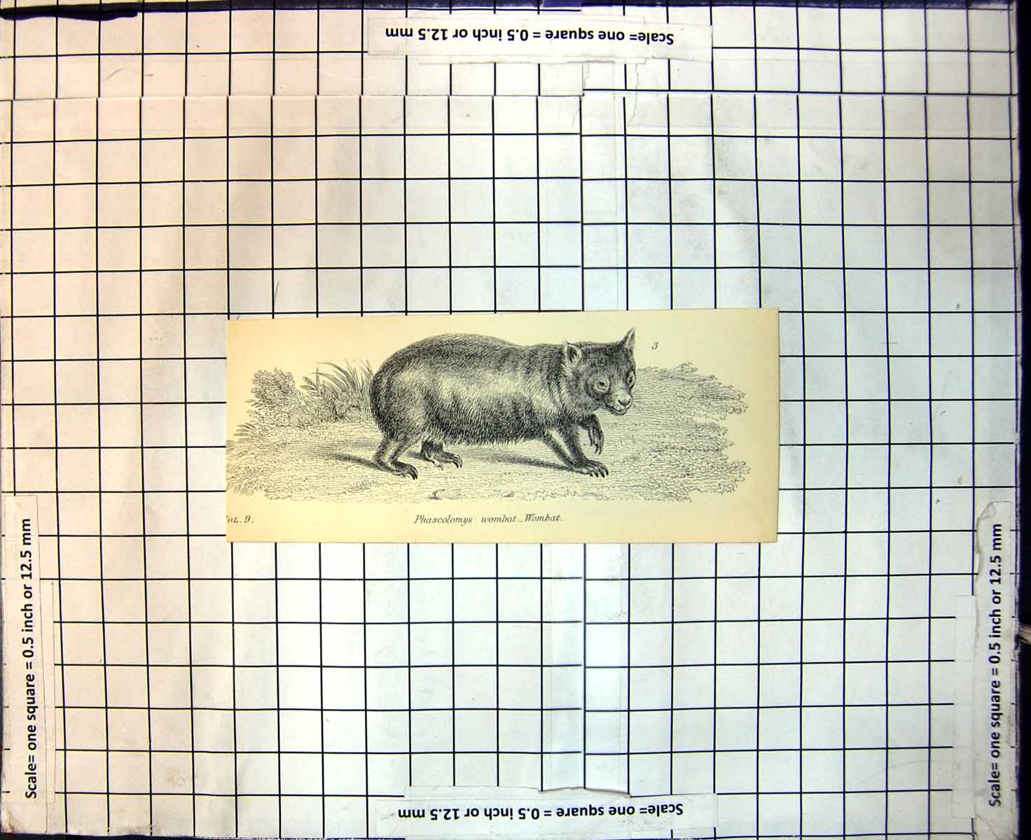 Original Old Antique Print Phascolomys Wombat Wombat