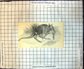 Original Old Antique Print Macropus Giganteus Great Kangaroo