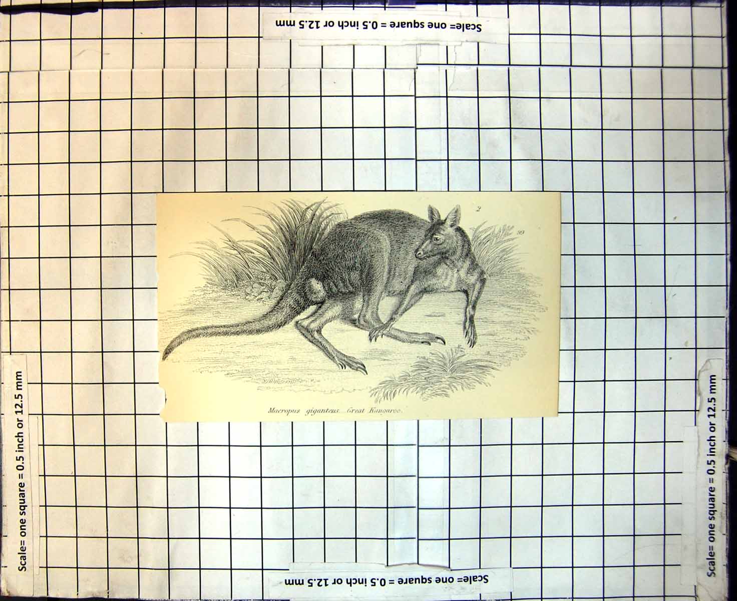 Original Old Antique Print Macropus Giganteus Great Kangaroo