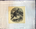Original Old Antique Print Great Kangaroo Australia