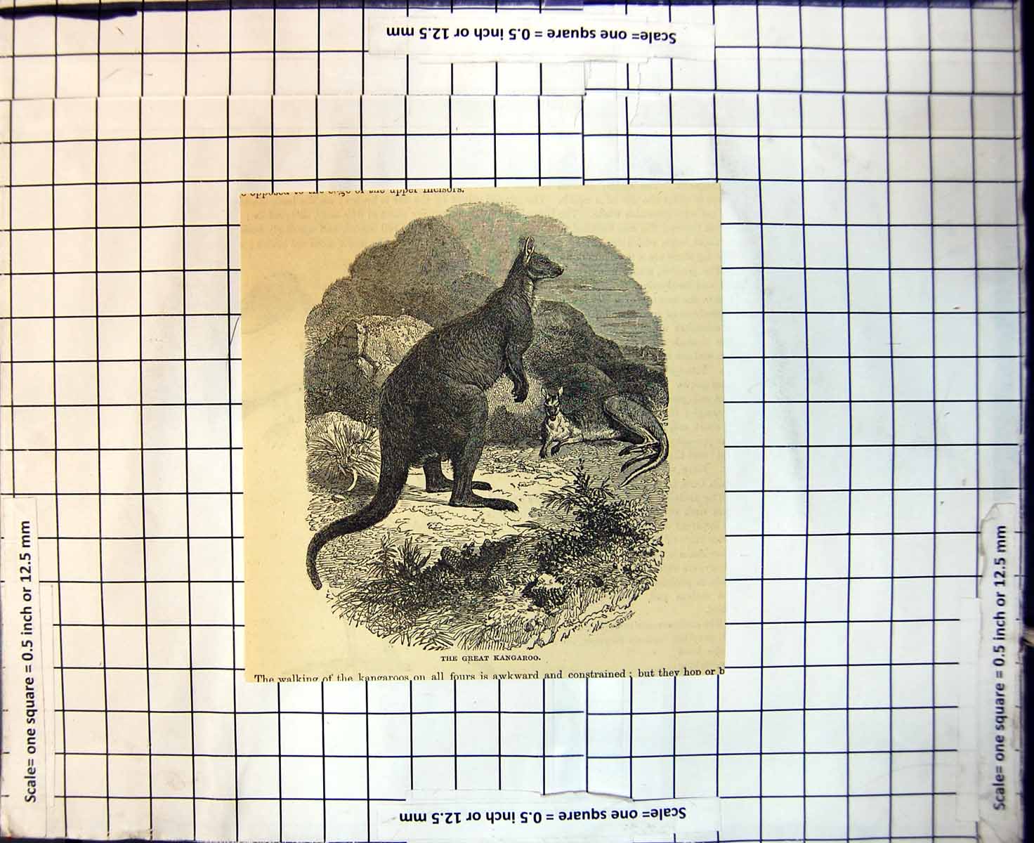 Original Old Antique Print Great Kangaroo Australia