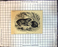 Original Old Antique Print Wombats Long Very Coarse Fur