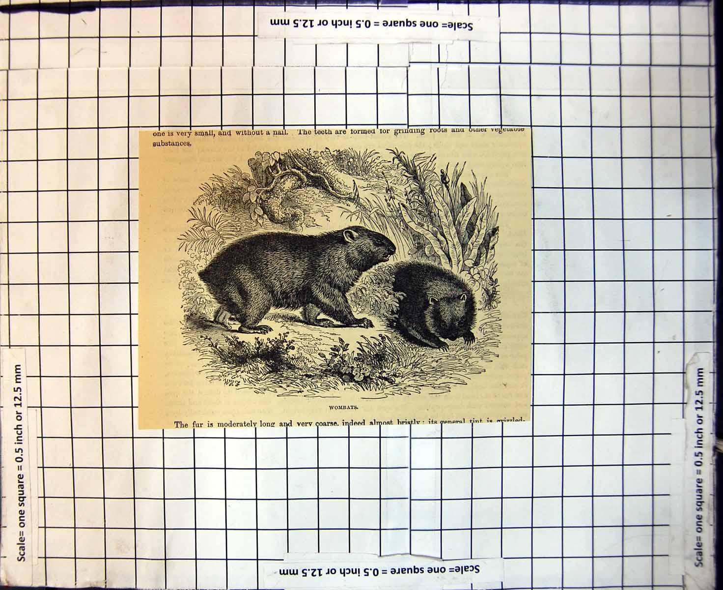 Original Old Antique Print Wombats Long Very Coarse Fur