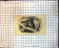 Original Old Antique Print Cooks Opossum Long Tail