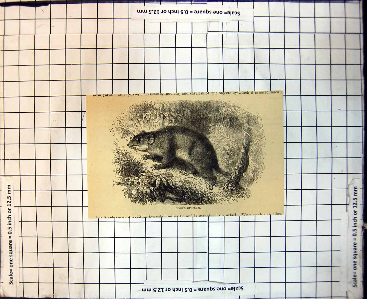 Original Old Antique Print Cooks Opossum Long Tail