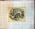 Original Old Antique Print Ashy Koala Native New South Wales
