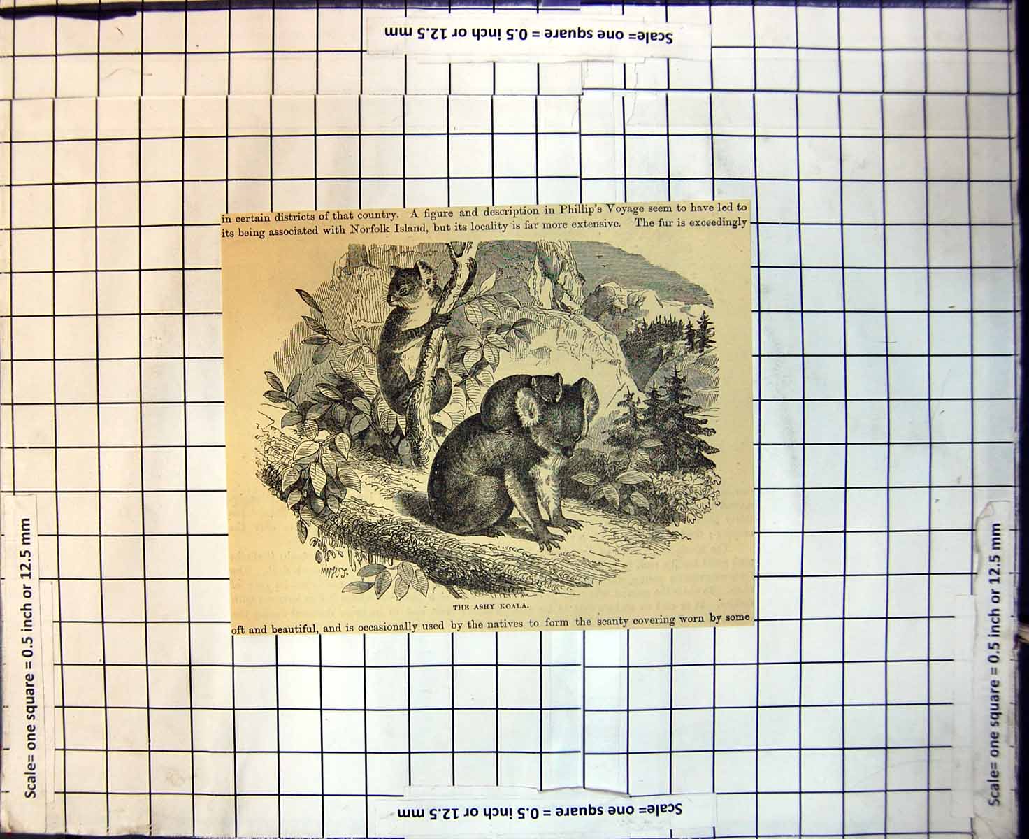 Original Old Antique Print Ashy Koala Native New South Wales