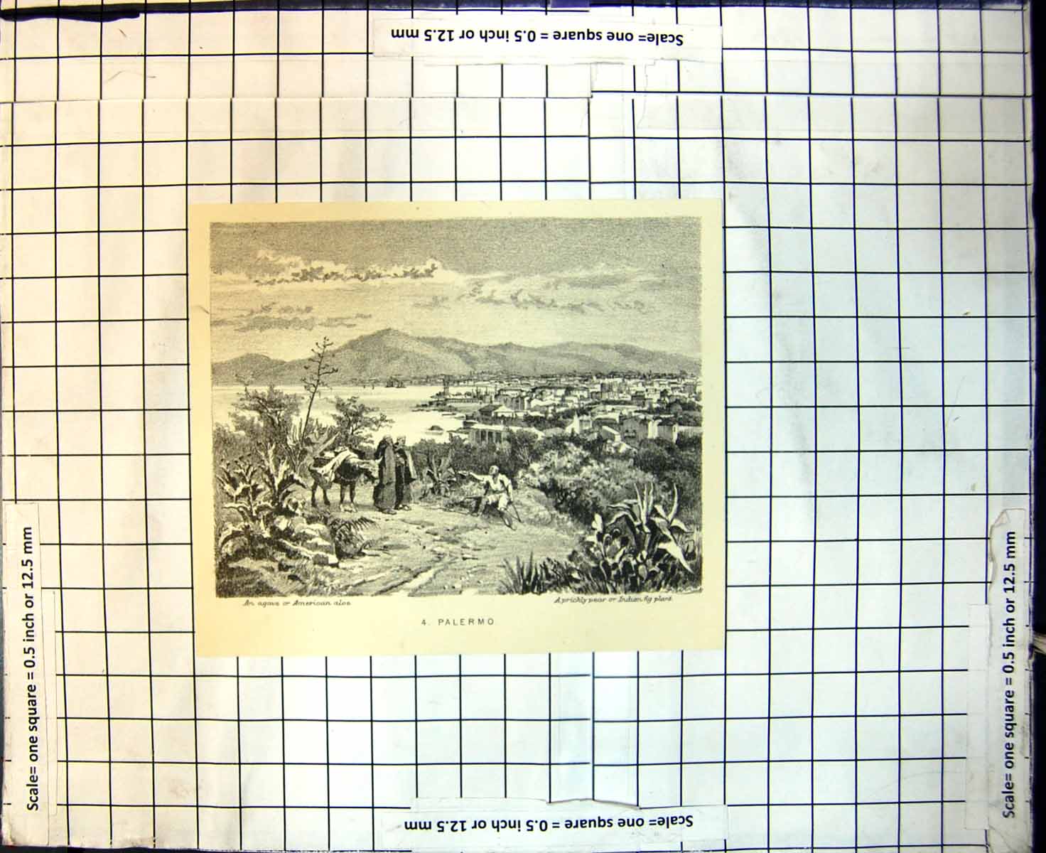 Old Print Palermo Agave American Aloe Prickly Pear Indian Fig Plant 1889 19th