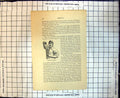 Original Old Antique Print Cricket Bowling Doubtful Delivery