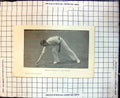 Original Old Antique Print Cricket Mordaunt Picking Up A Ball Running