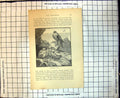 Antique Old Print Peregrine Eyrie Nest Rocks Three Chicks Watched Adult Bird