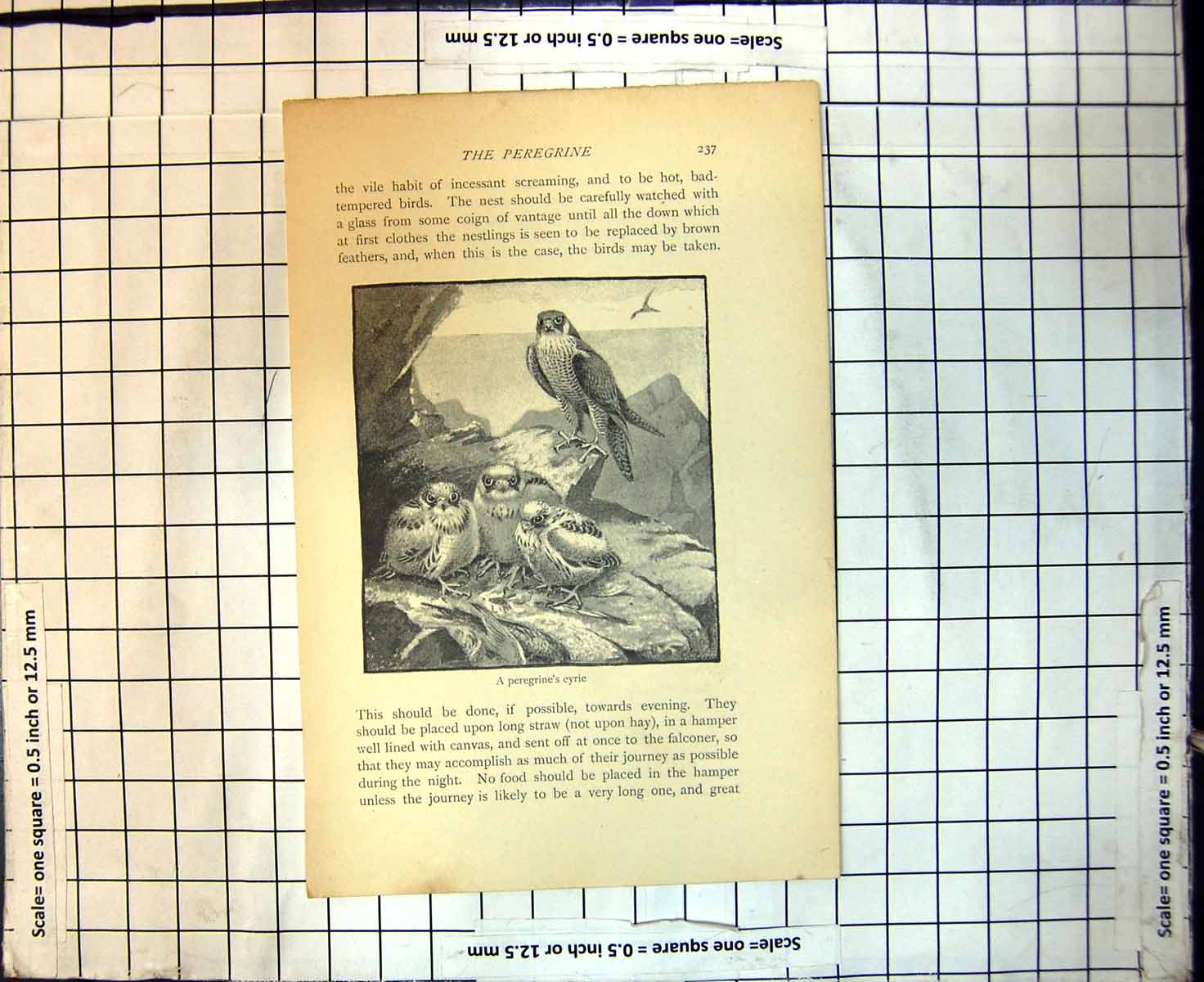 Antique Old Print Peregrine Eyrie Nest Rocks Three Chicks Watched Adult Bird