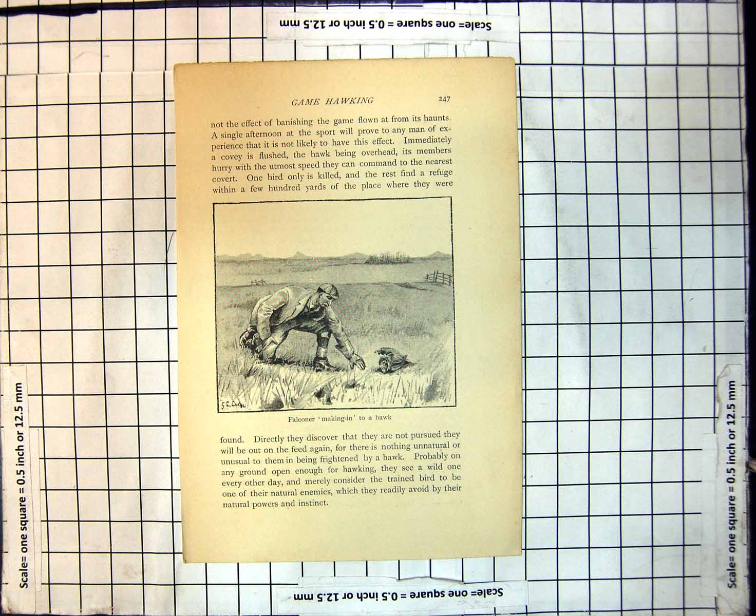 Original Old Antique Print Game Hawking Falconer Making In To A Hawk