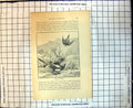 Antique Print Magpie Hawking Sneak Bush To Bush Hawk Needs Assistance Kill