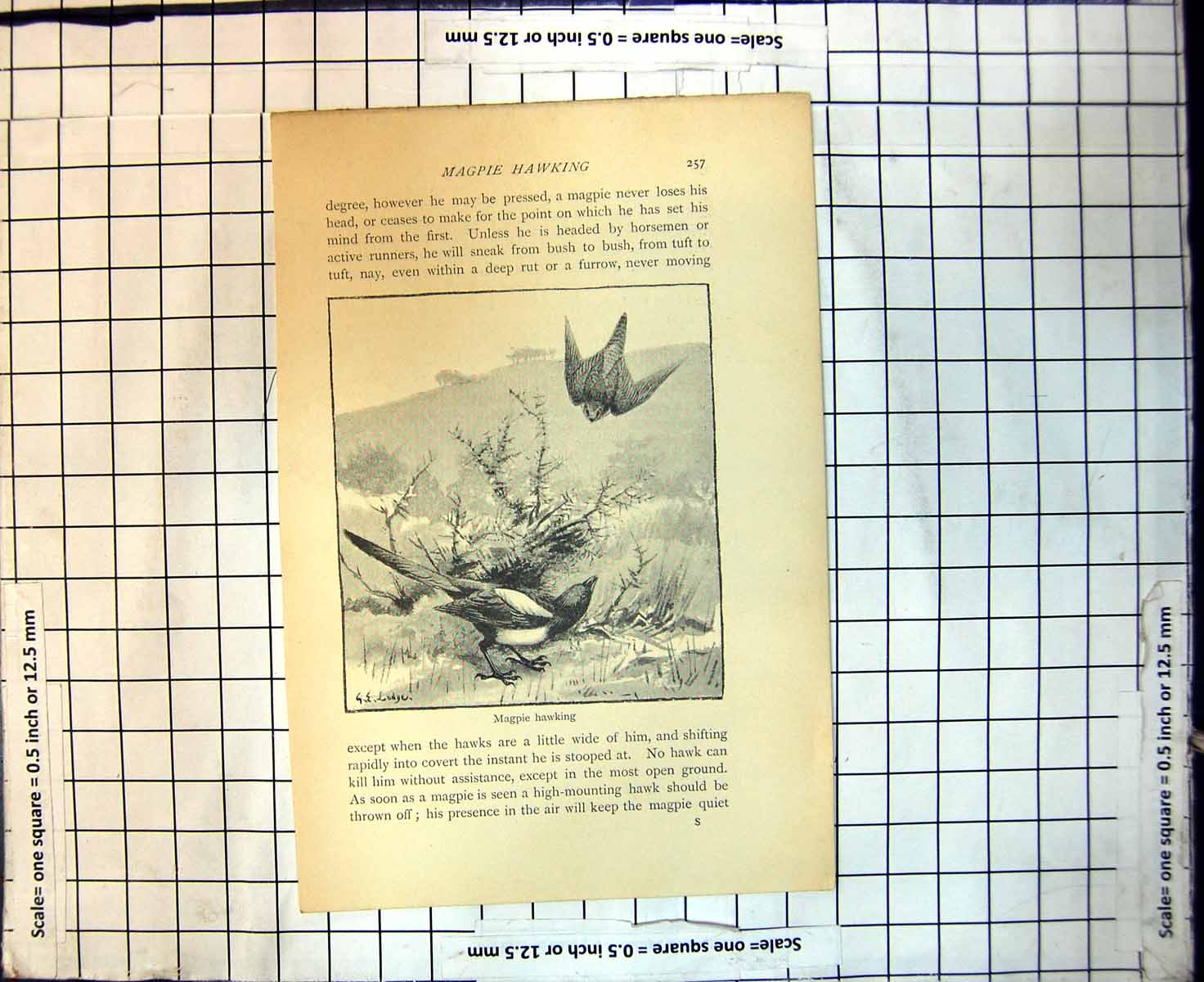 Antique Print Magpie Hawking Sneak Bush To Bush Hawk Needs Assistance Kill