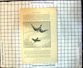 Original Old Antique Print Rook Hawking Falcon Flying Rook