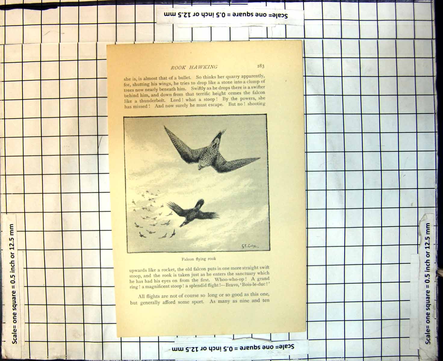 Original Old Antique Print Rook Hawking Falcon Flying Rook