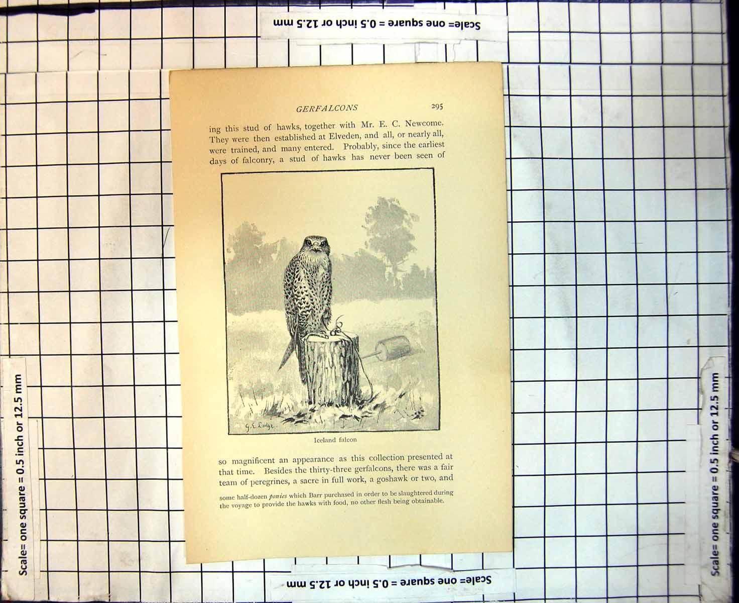 Old Gerfalcons Iceland Falcon 1876 John Barr Sent Norwayobtain Falcons 19th
