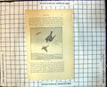 Original Old Antique Print Merlins Lark Hawking Beautiful Flight