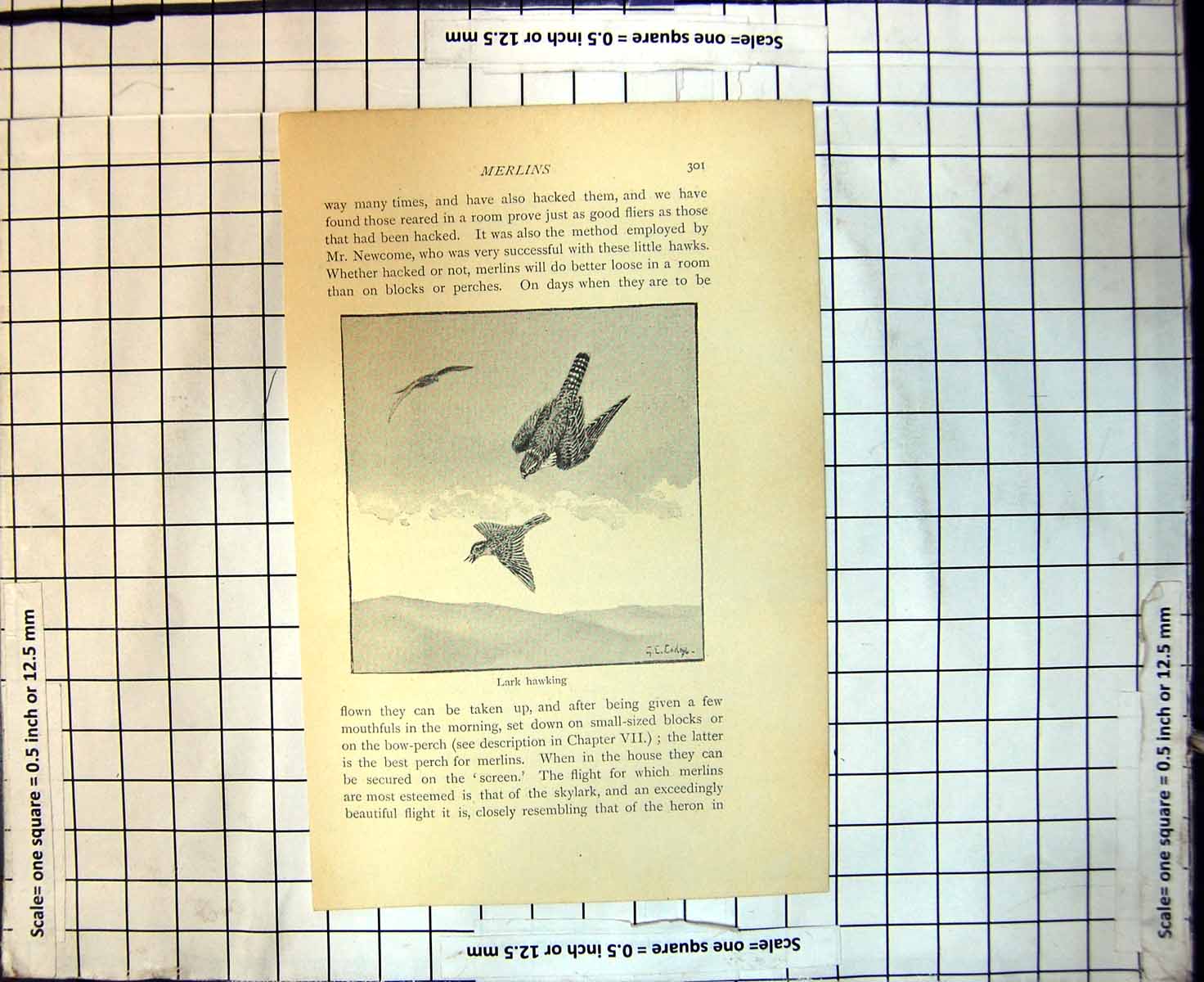 Original Old Antique Print Merlins Lark Hawking Beautiful Flight