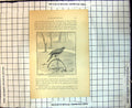 Antique Old Print Sparrow Hawk On Low Perch Come Falcons Hand Without Food