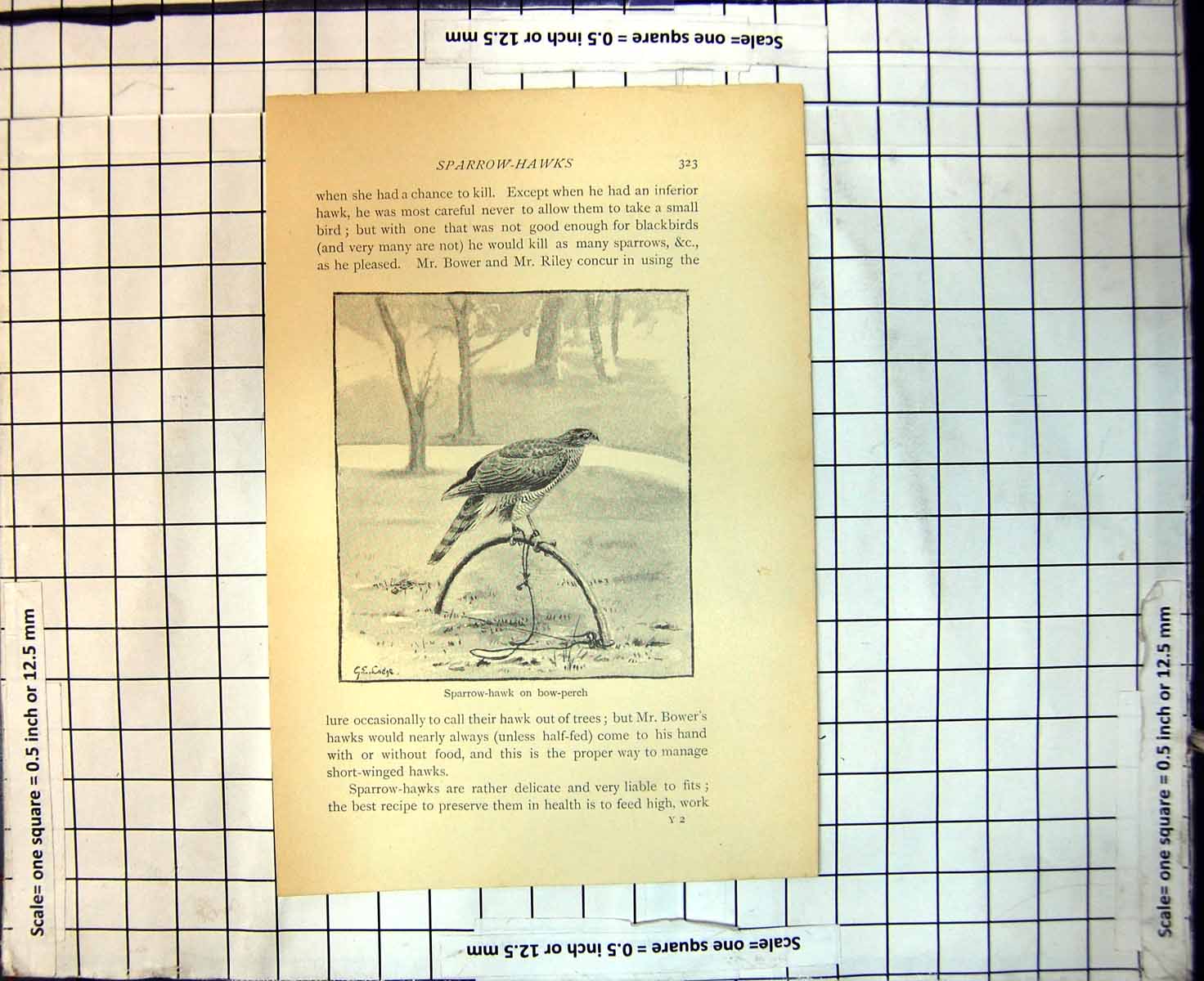 Antique Old Print Sparrow Hawk On Low Perch Come Falcons Hand Without Food