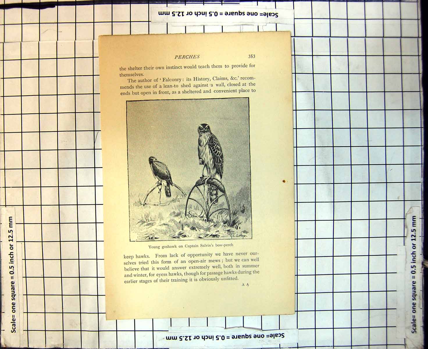 Original Old Antique Print Perches Young Goshawk On Captain Salvins Bow-Perch