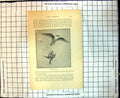 Original Old Antique Print Game Hawking Tiercel And Teal