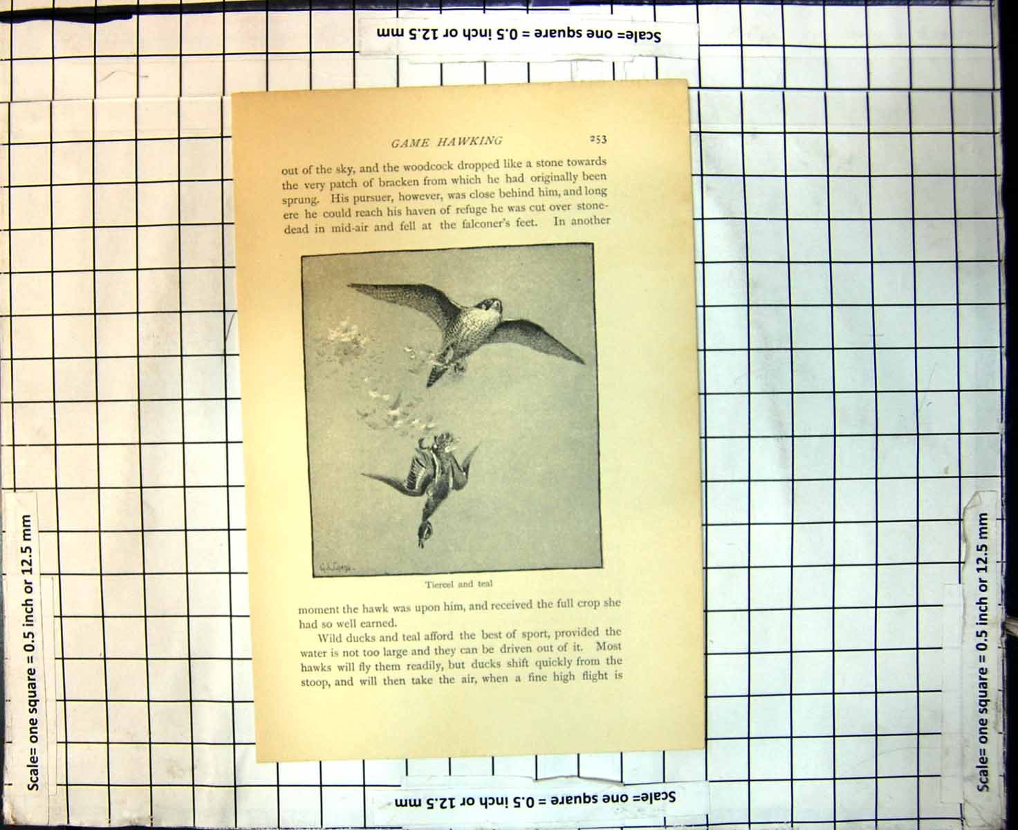 Original Old Antique Print Game Hawking Tiercel And Teal