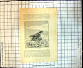 Original Old Antique Print Peregrine Passage Hawks Tiercel On Partridge