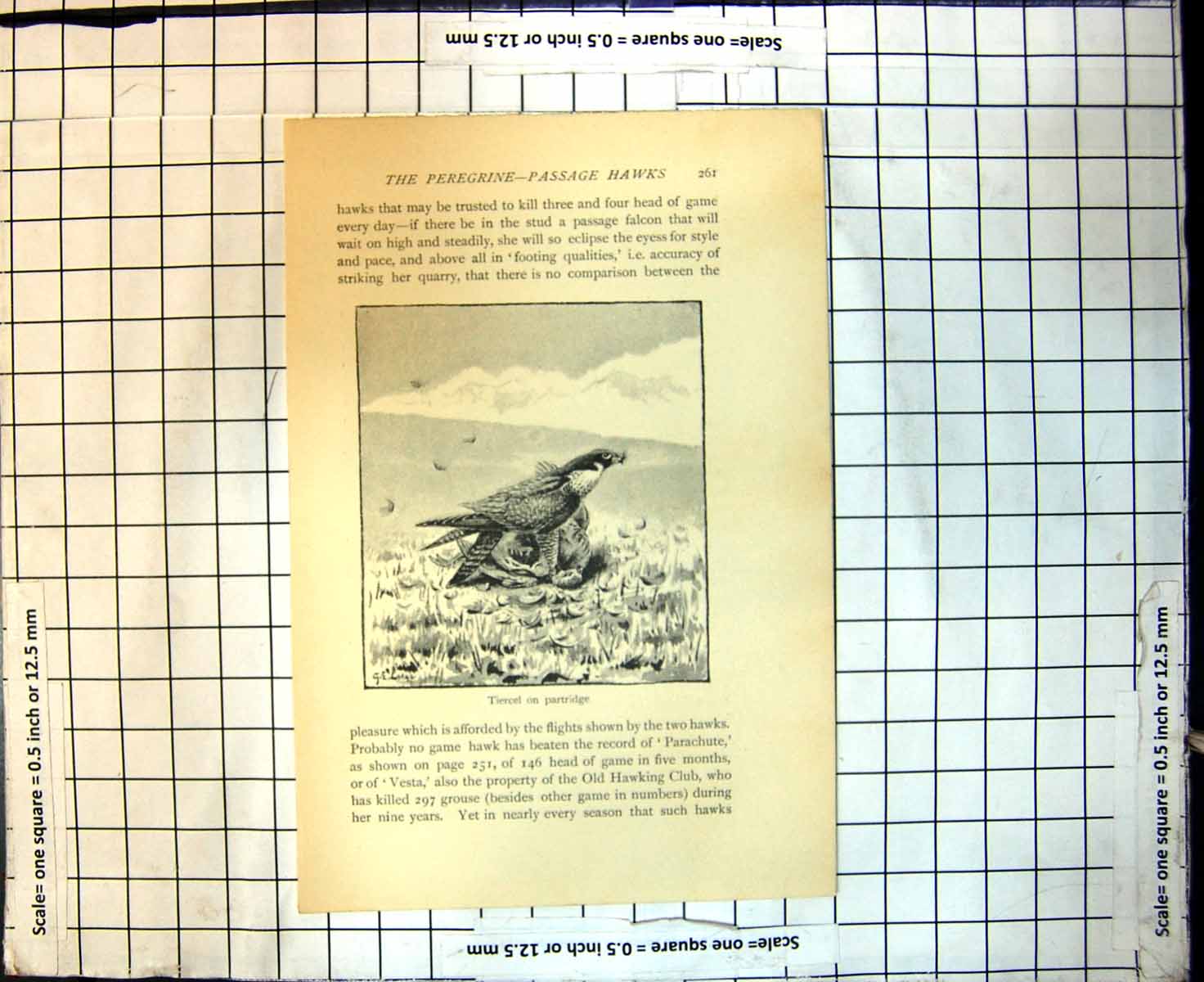 Original Old Antique Print Peregrine Passage Hawks Tiercel On Partridge