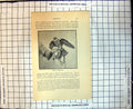 Original Old Antique Print Merlin Feeding Up Young Bird In Claws
