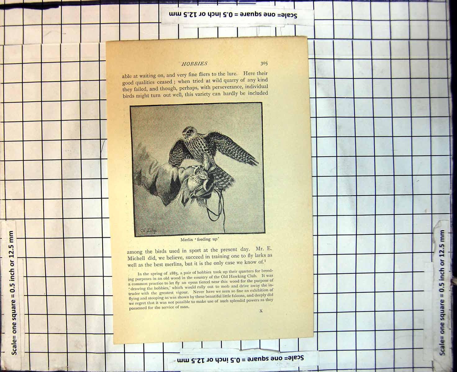 Original Old Antique Print Merlin Feeding Up Young Bird In Claws