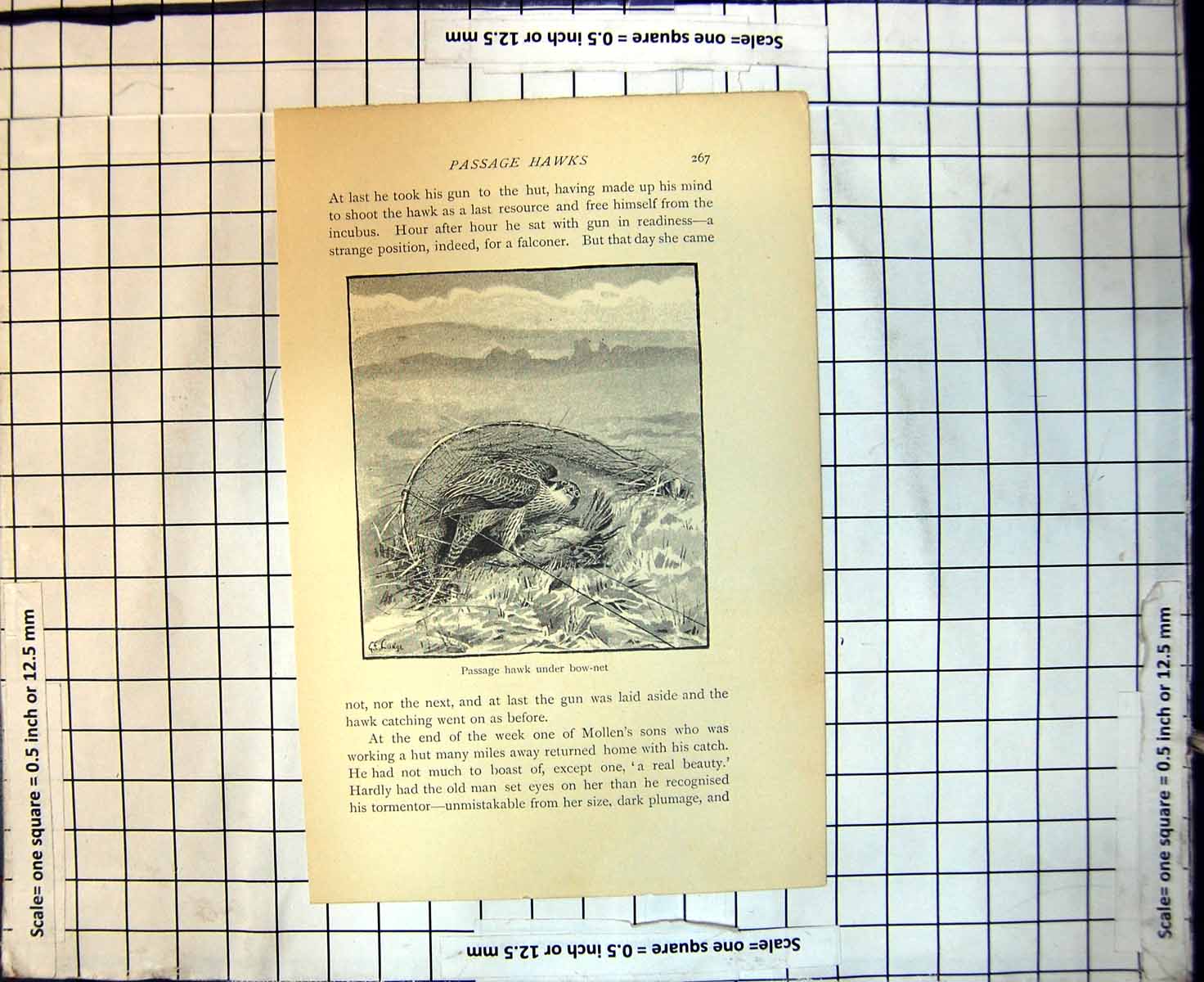 Original Old Antique Print Passage Hawks Under Bow Net