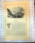 Old Print British European Possessions Channel Islands Bowley Bay Jersey